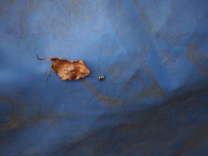 Harvestman
